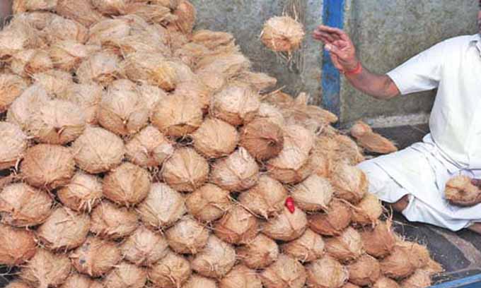 நாளுக்கு நாள் அதிகரிக்கும் தேங்காய் விலை.